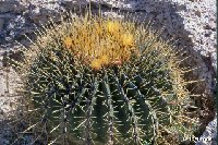 Ferocactus histrix JL.jpg